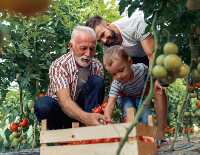 grandfatherson-and-grandson-working-in-greenhouse-picture-id990798752