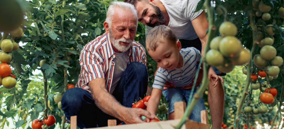 grandfatherson-and-grandson-working-in-greenhouse-picture-id990798752