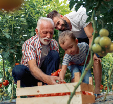 grandfatherson-and-grandson-working-in-greenhouse-picture-id990798752